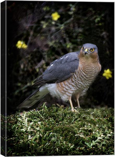 SPARROW HAWK Canvas Print by Anthony R Dudley (LRPS)