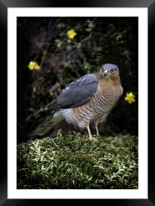 SPARROW HAWK Framed Mounted Print by Anthony R Dudley (LRPS)