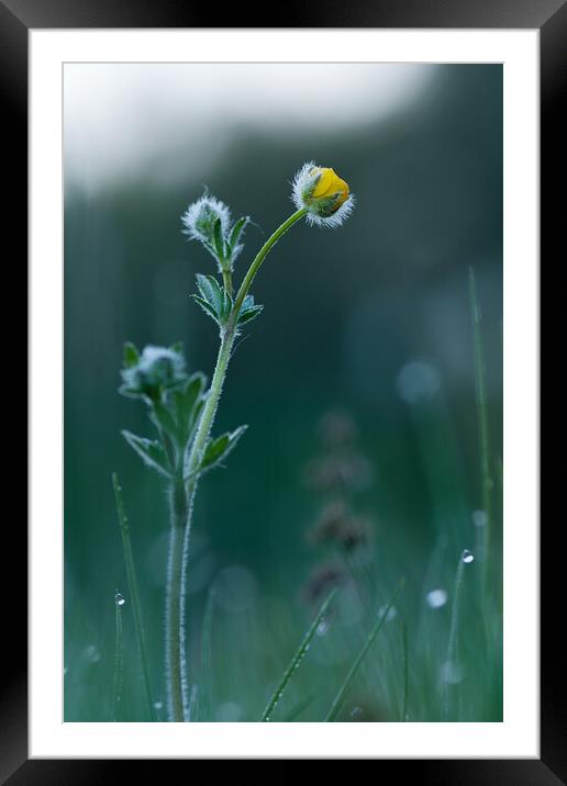 Hoarfrost on the hairy wildflower at the morning in springtime Framed Mounted Print by Arpad Radoczy