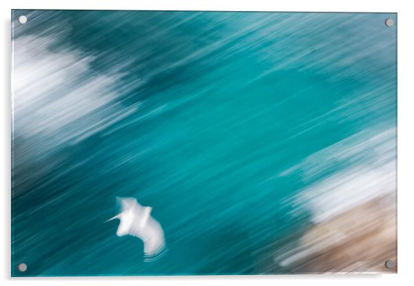 Abstract picture from a seagull bird flying over the water Acrylic by Arpad Radoczy