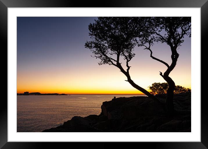 Sunrise scene with pine tree silhouette from Spani Framed Mounted Print by Arpad Radoczy