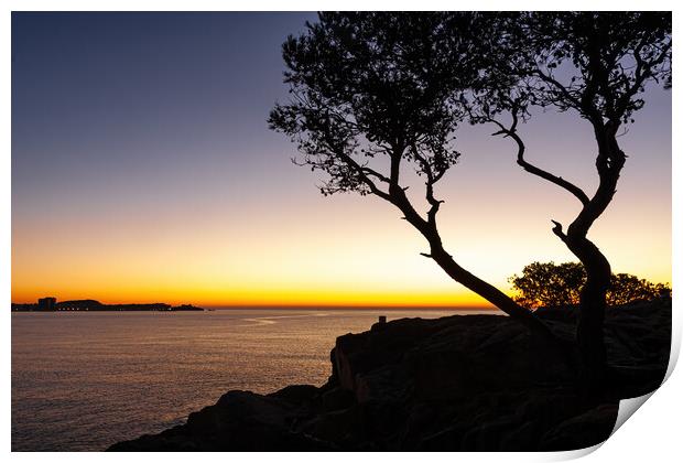 Sunrise scene with pine tree silhouette from Spani Print by Arpad Radoczy