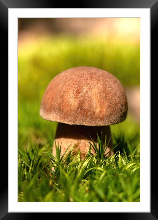 Close up from a edible porcini mushroom Framed Mounted Print by Arpad Radoczy