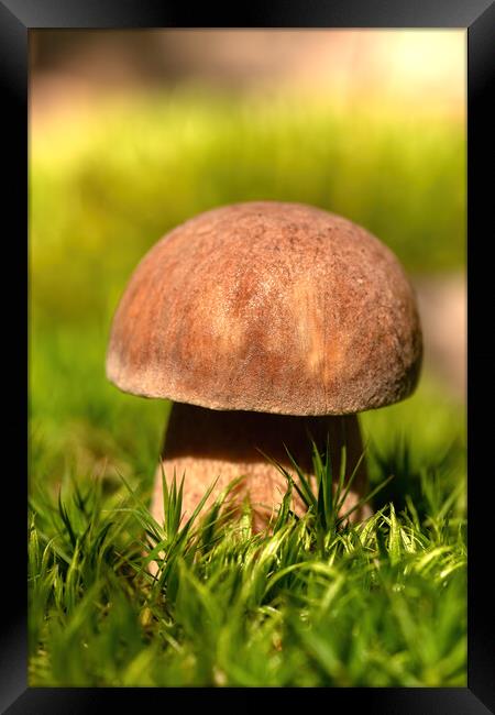 Close up from a edible porcini mushroom Framed Print by Arpad Radoczy