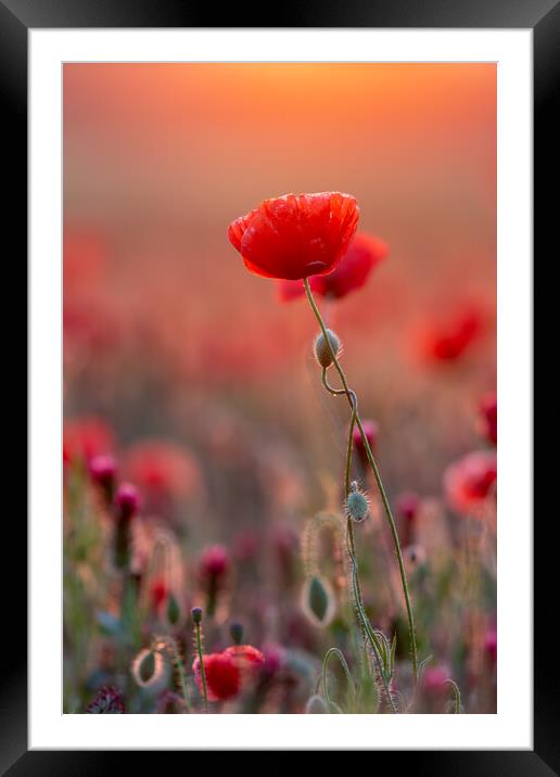 Close up photo from poppy flowers in sunset backlit Framed Mounted Print by Arpad Radoczy