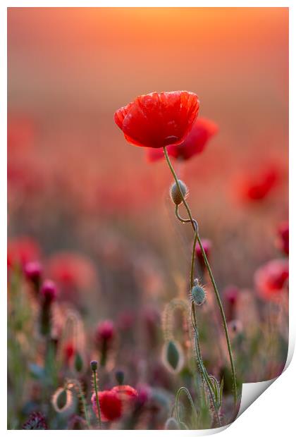 Close up photo from poppy flowers in sunset backlit Print by Arpad Radoczy