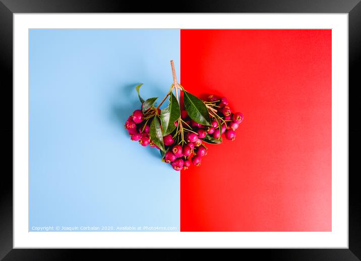 Bouquet of purple autumnal fruits isolated on a red and blue background. Framed Mounted Print by Joaquin Corbalan