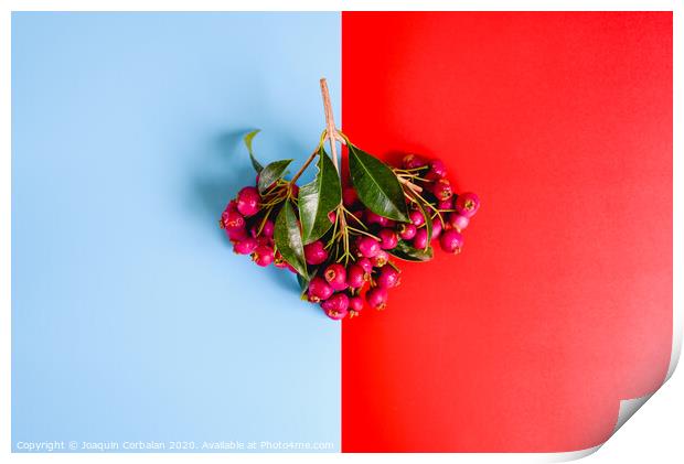 Bouquet of purple autumnal fruits isolated on a red and blue background. Print by Joaquin Corbalan