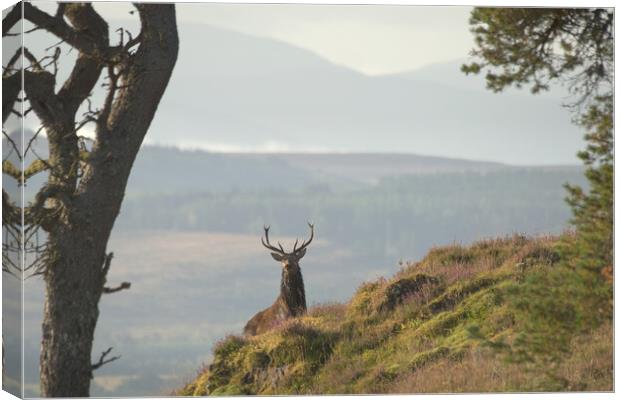 Monarch of the Glen Canvas Print by Macrae Images