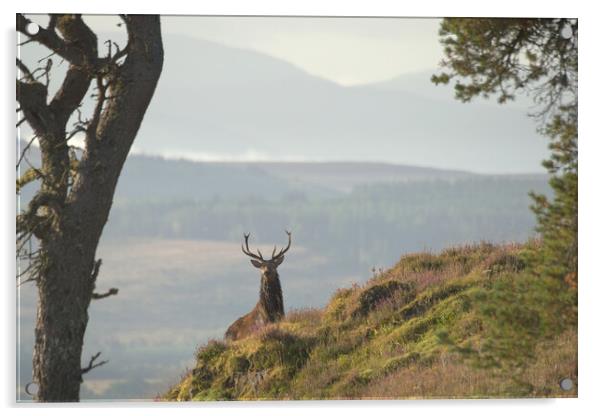 Monarch of the Glen Acrylic by Macrae Images