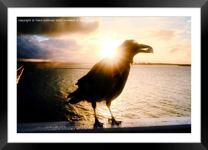 Mystic Hooded Crow at Sunrise  Framed Mounted Print by Taina Sohlman