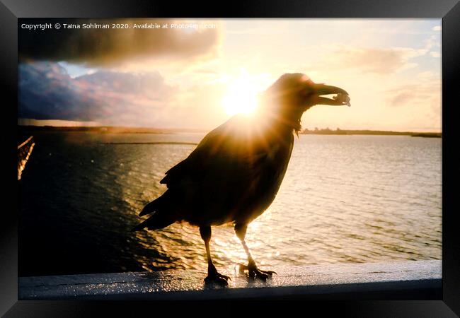 Mystic Hooded Crow at Sunrise  Framed Print by Taina Sohlman