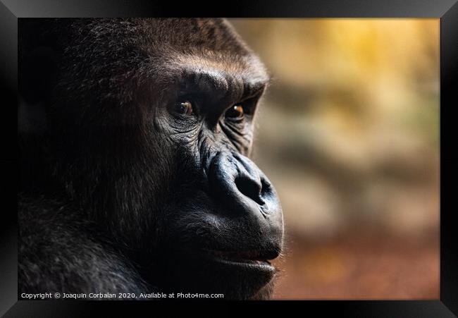 Male western gorilla looking around, Gorilla Framed Print by Joaquin Corbalan