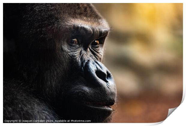 Male western gorilla looking around, Gorilla Print by Joaquin Corbalan