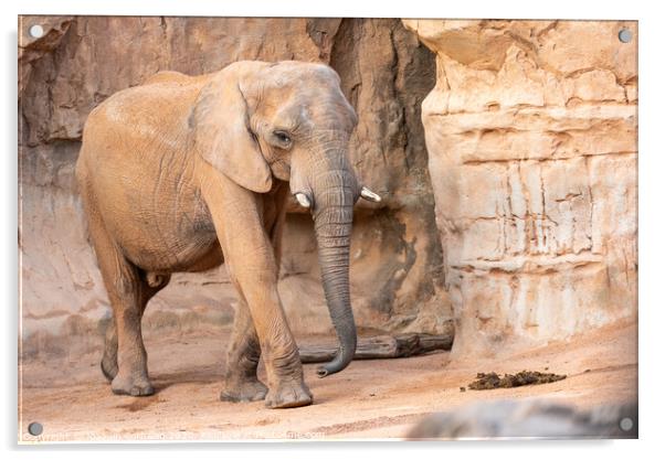 African savannah elephant look, Loxodonta africana, as you walk through a zoo. Acrylic by Joaquin Corbalan