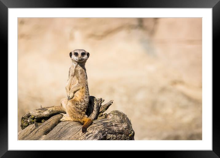 Meerkat perched on dry wood Framed Mounted Print by Jason Wells