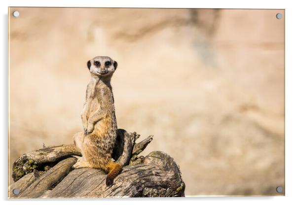 Meerkat perched on dry wood Acrylic by Jason Wells