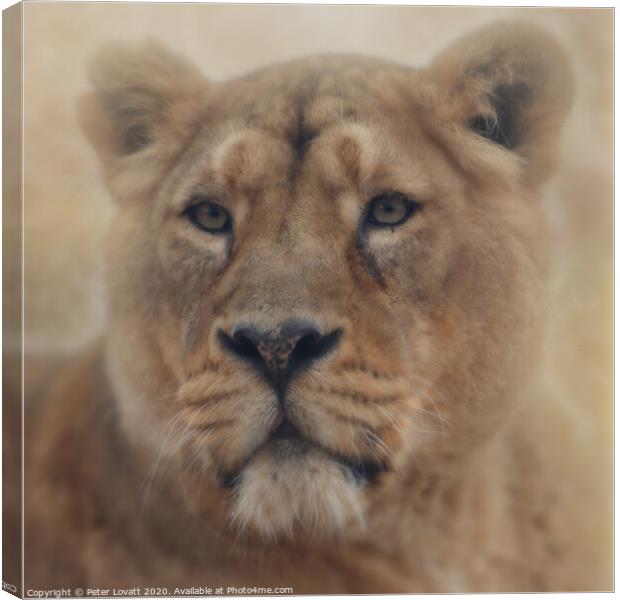 Lion Canvas Print by Peter Lovatt  LRPS
