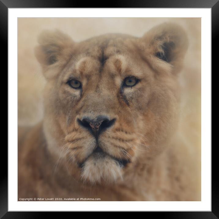 Lion Framed Mounted Print by Peter Lovatt  LRPS