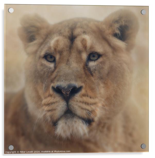 Lion Acrylic by Peter Lovatt  LRPS