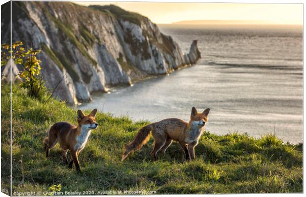 Foxes at The Needles Canvas Print by Christian Beasley