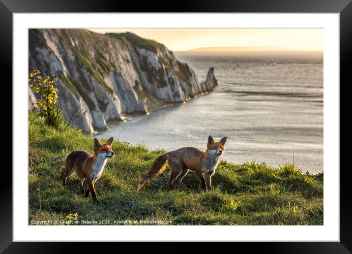 Foxes at The Needles Framed Mounted Print by Christian Beasley