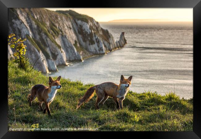 Foxes at The Needles Framed Print by Christian Beasley