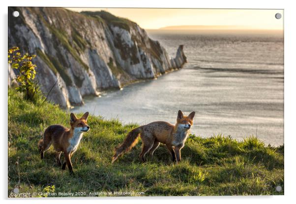 Foxes at The Needles Acrylic by Christian Beasley