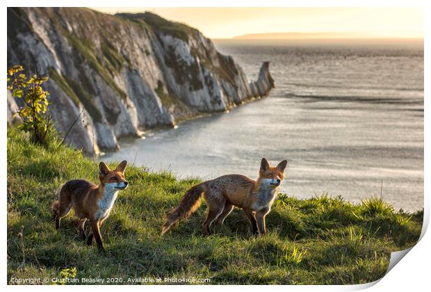 Foxes at The Needles Print by Christian Beasley