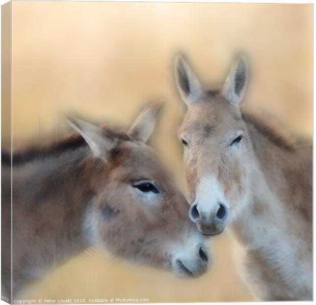 Onagers - Pictorial Canvas Print by Peter Lovatt  LRPS