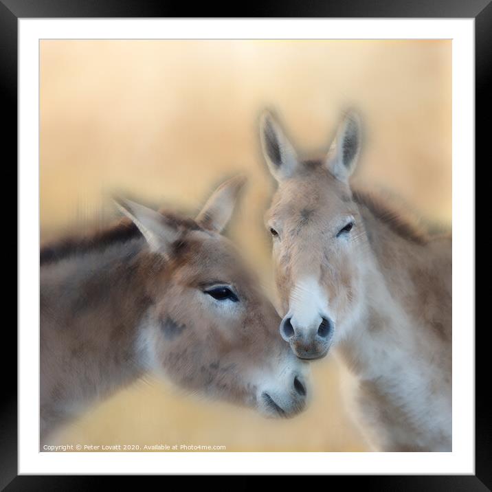 Onagers - Pictorial Framed Mounted Print by Peter Lovatt  LRPS