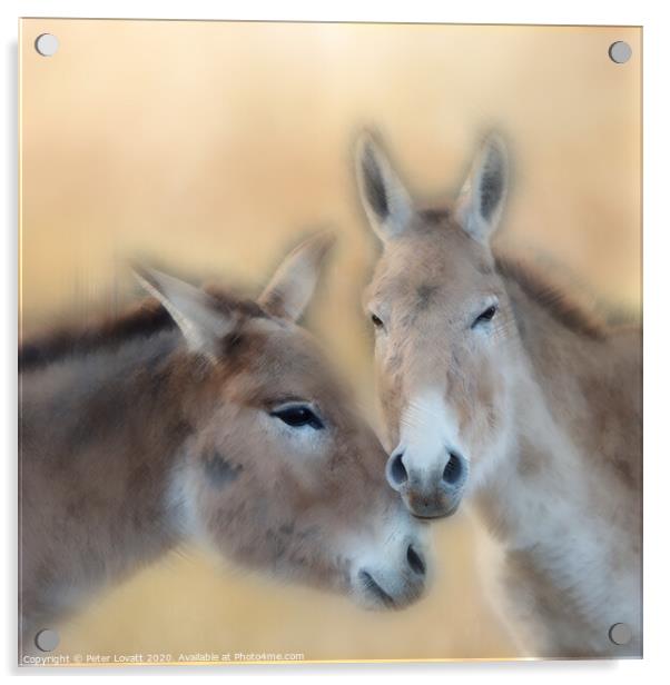 Onagers - Pictorial Acrylic by Peter Lovatt  LRPS