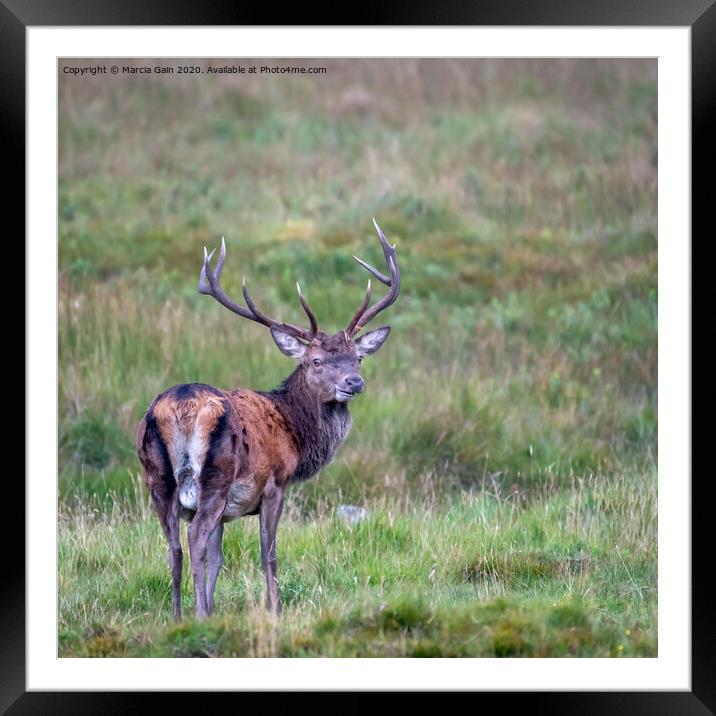Red deer stag Framed Mounted Print by Marcia Reay