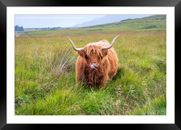 A large brown cow standing on top of a lush green field Framed Mounted Print by Marcia Reay