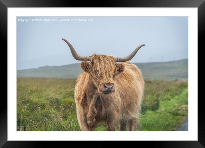 A large brown cow standing on top of a grass covered field Framed Mounted Print by Marcia Reay