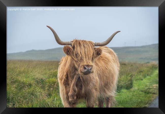 A large brown cow standing on top of a grass covered field Framed Print by Marcia Reay