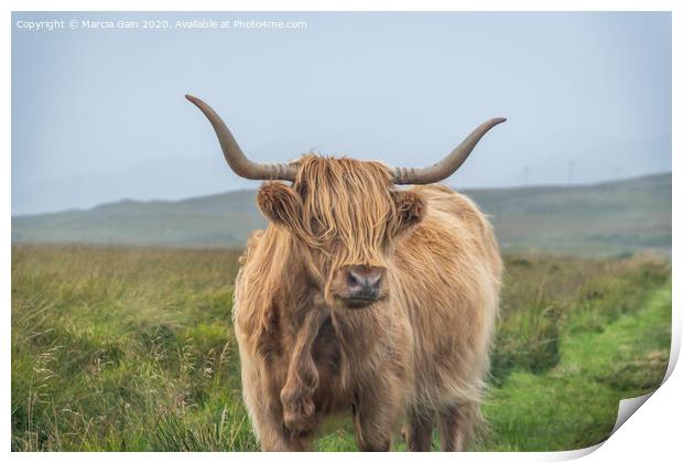 A large brown cow standing on top of a grass covered field Print by Marcia Reay