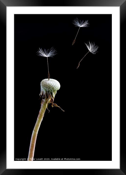 Dandelion Seeds Framed Mounted Print by Peter Lovatt  LRPS