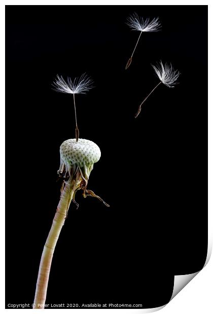 Dandelion Seeds Print by Peter Lovatt  LRPS