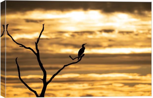 A silhouetted cormorant at sunset Canvas Print by Gary Pearson