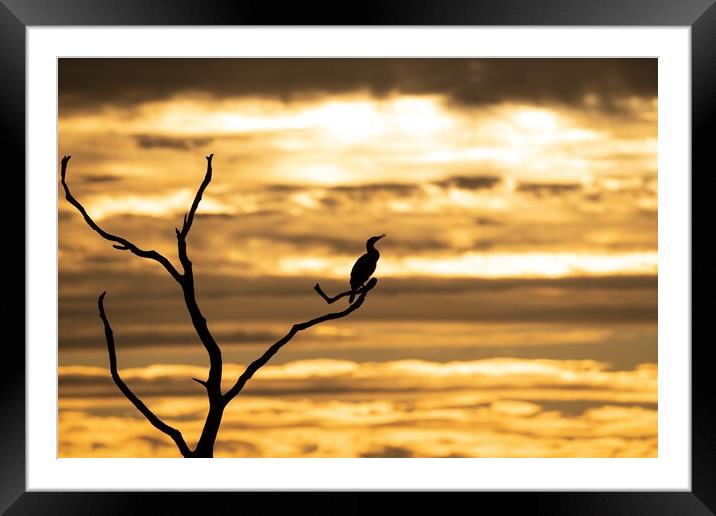 A silhouetted cormorant at sunset Framed Mounted Print by Gary Pearson