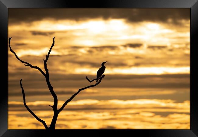 A silhouetted cormorant at sunset Framed Print by Gary Pearson