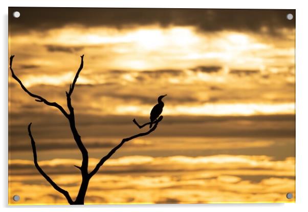 A silhouetted cormorant at sunset Acrylic by Gary Pearson