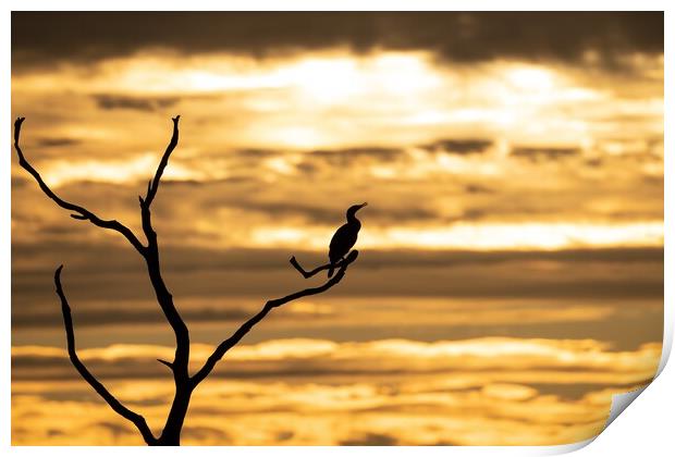 A silhouetted cormorant at sunset Print by Gary Pearson
