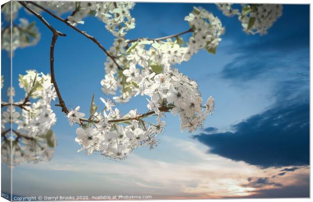 Pear Blooms at Sunset Canvas Print by Darryl Brooks