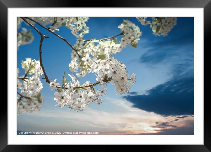 Pear Blooms at Sunset Framed Mounted Print by Darryl Brooks