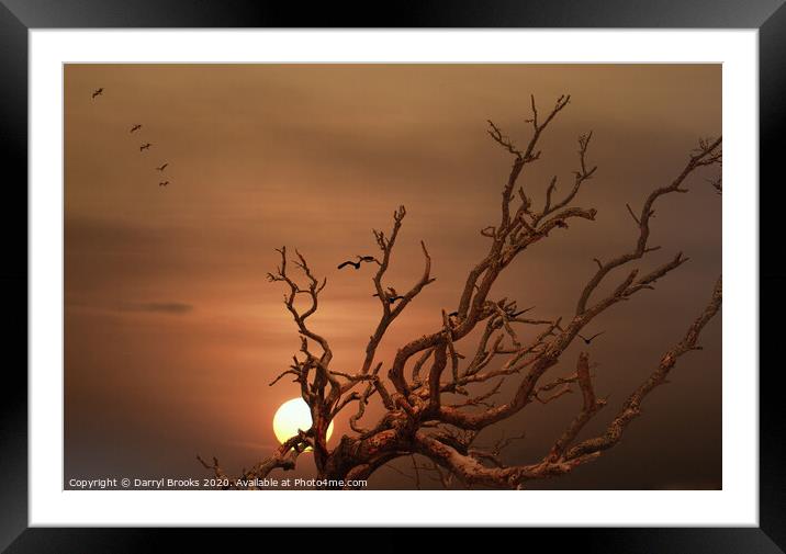 Pelicans Flying Over Dead Tree Framed Mounted Print by Darryl Brooks