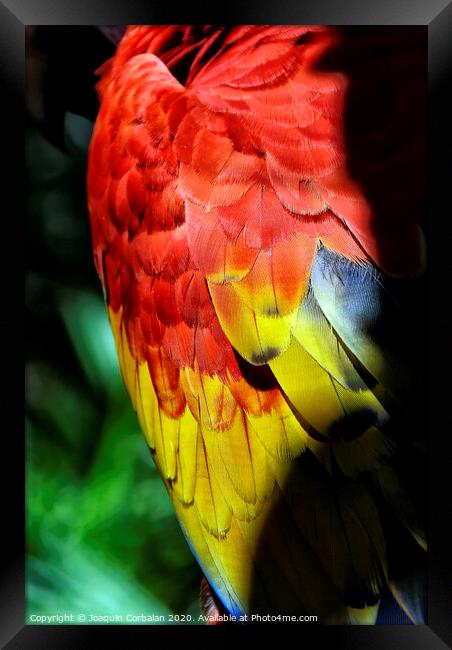 Parrot tropical birds with colorful feathers Framed Print by Joaquin Corbalan