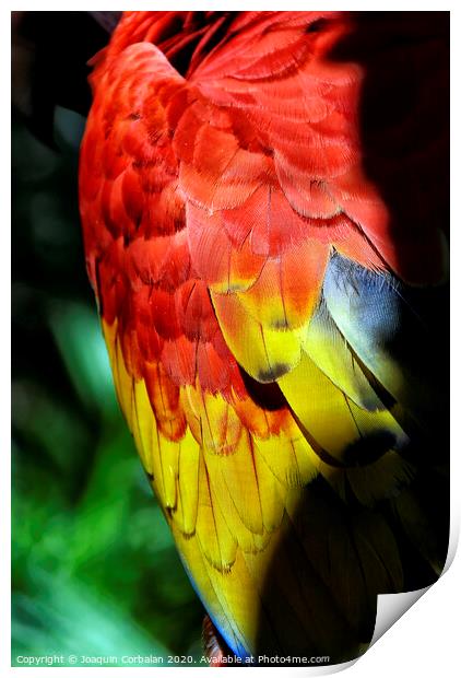 Parrot tropical birds with colorful feathers Print by Joaquin Corbalan