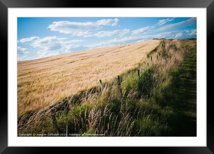 Wheat field. Ears of golden wheat close up in a rural scenery under Shining Sunlight. Background of ripening ears of wheat field. Framed Mounted Print by Joaquin Corbalan